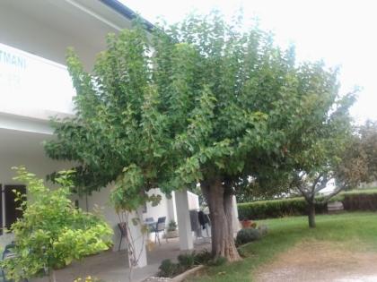 Apartment Ivani Kroatien Rab Lopar