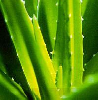 Aloe Vera - für Gesundheit und Wohlergehen