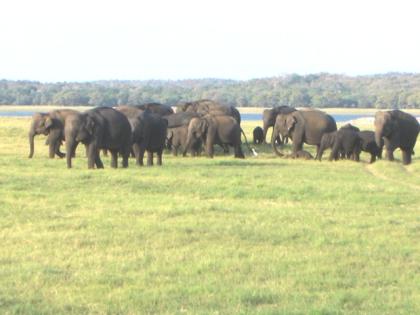Bieten geführte Rundreisen durch Sri lanka an