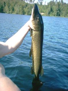 Ferienhaus schweden für angler und naturliebhaber ski und langläufer