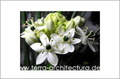 Gartenplanung gartenkunst gartengestaltung gartenberatung
