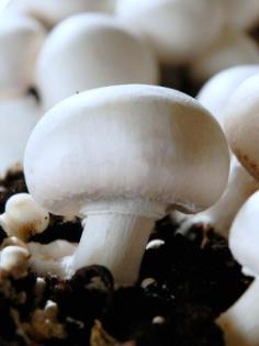 Saatgut mycelium pilze
