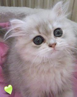 Perser und Exotic Shorthair Kater blue golden Chinchilla 13 Wochen alt mP abzuge