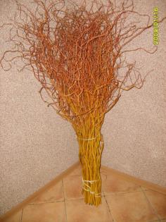 Weide Salix Golden Curls