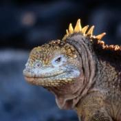 Galapagos Standortreise Insel Santa Cruz 4 Tage