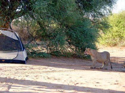 Safari-Silvesterreise 2022/14 Kalahari-Löwen in Botswana und Südafrika hautnah