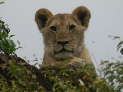 Weihnachten und Silvester - Jeep Safari Kenia 12 Tage