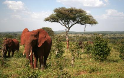Serengeti Nationalpark-9 Tage Green Camp Safari