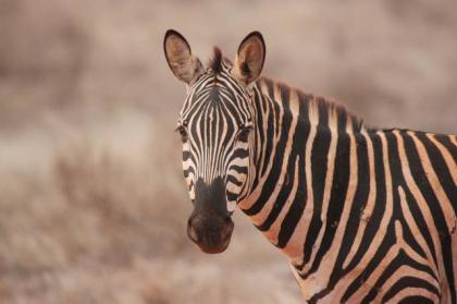 Urlaub in Kenia Traumreise für die ganze Familie