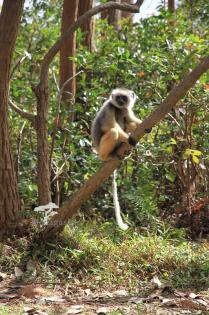 Madagaskar Reise von den Lemuren zu den Buckelwalen 2022