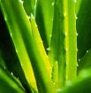 Aloe Vera - für Gesundheit und Wohlergehen