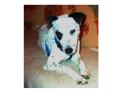 Sie lieben Hunde Wir auch