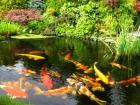 Gartenteiche Schwimmteiche Badeteiche oder Naturteiche