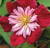 Traumhafte Oxalis versicolor für Topfbepflanzung geeignet