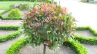 Pflanzennett Ihr Shop für Gartenpflanzen und Sträucher