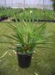 Serenoa repens silver bis -9 C bis -18 C