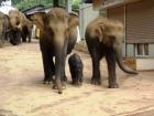Sri Lanka 8 Tage Rundreise fuer2 Personen alles inklusive Euro 1200