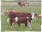 Colostrum - nutzen Sie es schon