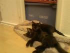 2 Katzenbabys abzugeben