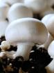 Saatgut mycelium pilze
