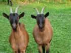 Ich suche einen Partner der Rinderfarm von Ziegen reiten Euro Chance