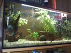 Diskus-Aquarium mit Zubehör 120x40x50cm