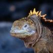 Galapagos Standortreise Insel Santa Cruz 4 Tage