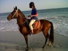 Reiten in Salalah Oman